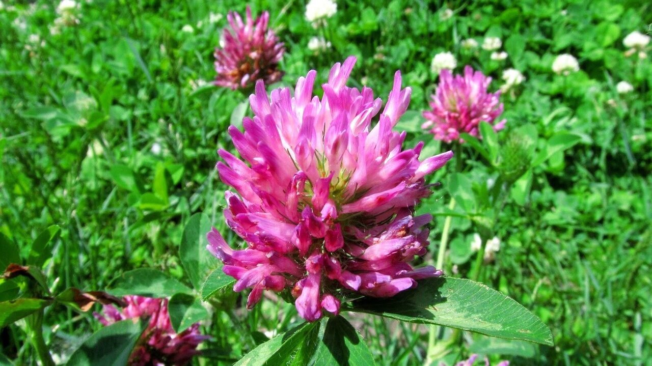 خواص درمانی شبدر قرمز برای پوست و مو