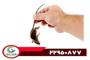 سمپاشی موش با چه سمی انجام می شود؟