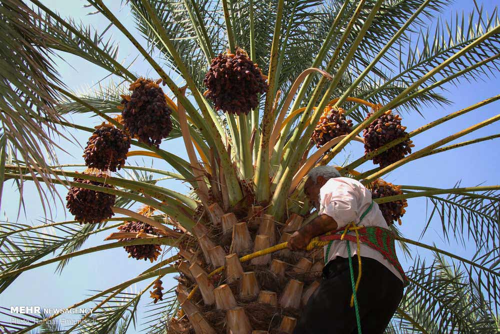 بم؛ قطب تولید خرما و خمیر خرمای خاصویی با طعمی منحصر به فرد