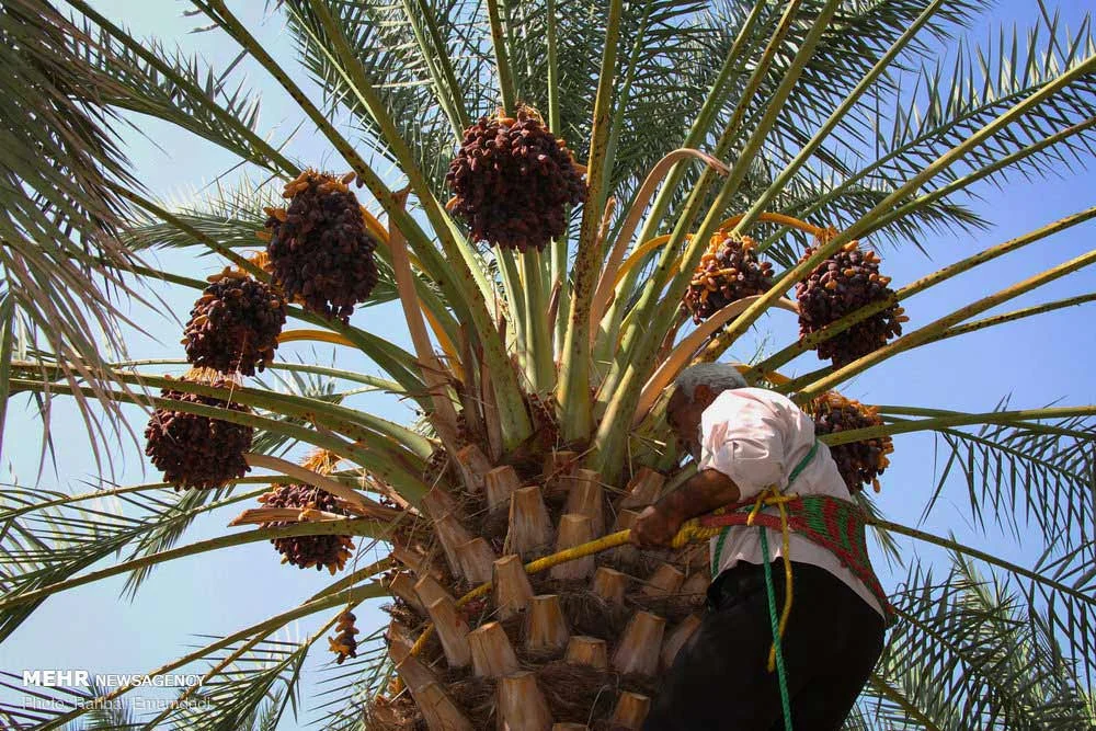 بم؛ قطب تولید خرما و خمیر خرمای خاصویی با طعمی منحصر به فرد